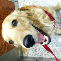 Golden Retriever, Köpek  Dünya fotoğrafı