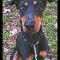 Doberman Pinscher, Köpek  Dozer fotoğrafı