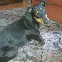 Doberman Pinscher, Köpek  Dozer fotoğrafı