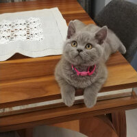 British Shorthair, Kedi  Maya fotoğrafı