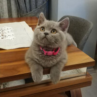 British Shorthair, Kedi  Maya fotoğrafı