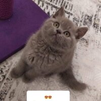 British Shorthair, Kedi  Maya fotoğrafı