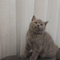 British Shorthair, Kedi  Maya fotoğrafı