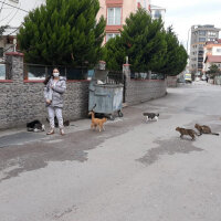 American Bobtail, Kedi  Toprak fotoğrafı