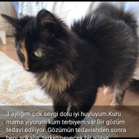 American Bobtail, Kedi  Toprak fotoğrafı