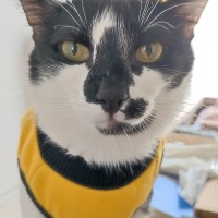 Tekir Kedi, Kedi  Böcelek fotoğrafı