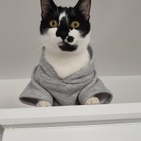 Tekir Kedi, Kedi  Böcelek fotoğrafı