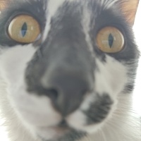 Tekir Kedi, Kedi  Böcelek fotoğrafı