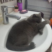 British Shorthair, Kedi  ayı fotoğrafı