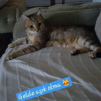 Tekir Kedi, Kedi  zahide fotoğrafı