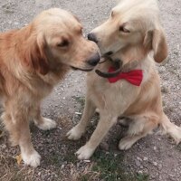 Golden Retriever, Köpek  ARES fotoğrafı