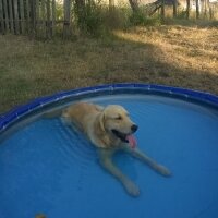 Golden Retriever, Köpek  ARES fotoğrafı