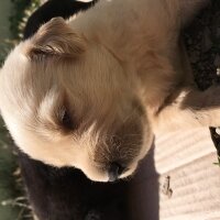 Golden Retriever, Köpek  ARES fotoğrafı