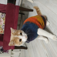 Tekir Kedi, Kedi  Müezza fotoğrafı