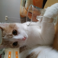 Tekir Kedi, Kedi  Müezza fotoğrafı