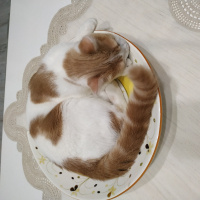 Tekir Kedi, Kedi  Müezza fotoğrafı