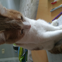 Tekir Kedi, Kedi  Müezza fotoğrafı