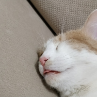 Tekir Kedi, Kedi  Müezza fotoğrafı