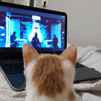 Tekir Kedi, Kedi  Müezza fotoğrafı