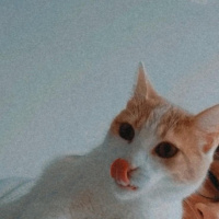 Tekir Kedi, Kedi  Müezza fotoğrafı