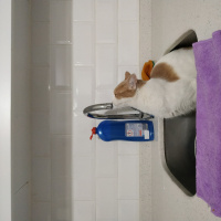 Tekir Kedi, Kedi  Müezza fotoğrafı