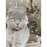Scottish Fold, Kedi  Mia fotoğrafı