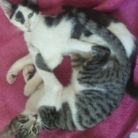 Tekir Kedi, Kedi  edi budu cabbar panda fotoğrafı