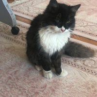 Tuxedo (Smokin) Kedi, Kedi  Gece fotoğrafı