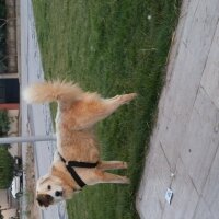 Akbaş, Köpek  Paşa fotoğrafı