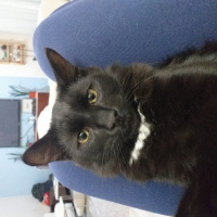 Tekir Kedi, Kedi  Gece fotoğrafı