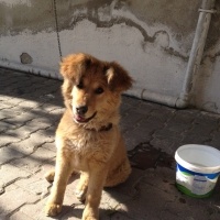 Golden Retriever, Köpek  Tarcınbobo fotoğrafı