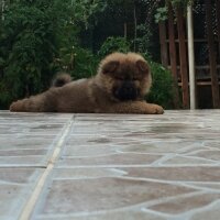 Chow Chow (çin Aslanı), Köpek  Oscar fotoğrafı