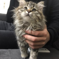 Norwegian Forest, Kedi  Luna fotoğrafı