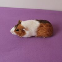 Guinea Pig, Kemirgen  GUİNEA PİG fotoğrafı