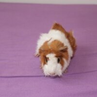 Guinea Pig, Kemirgen  GUİNEA PİG fotoğrafı