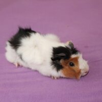 Guinea Pig, Kemirgen  GUİNEA PİG fotoğrafı