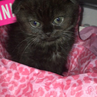 Scottish Fold, Kedi  Luna fotoğrafı