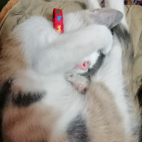 Tekir Kedi, Kedi  Boncuk fotoğrafı