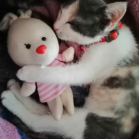 Tekir Kedi, Kedi  Boncuk fotoğrafı