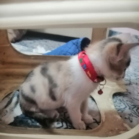 Tekir Kedi, Kedi  Boncuk fotoğrafı