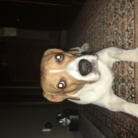 Beagle, Köpek  Piksel fotoğrafı