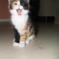 Oriental Longhair, Kedi  Misha fotoğrafı