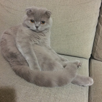 Scottish Fold, Kedi  Bubbles fotoğrafı