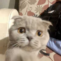 Scottish Fold, Kedi  Bubbles fotoğrafı