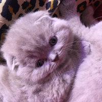 Scottish Fold, Kedi  Bubbles fotoğrafı