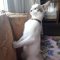 Tekir Kedi, Kedi  Yumak fotoğrafı