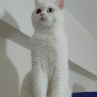 Chinchilla, Kedi  Şila fotoğrafı
