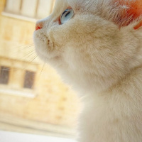 Chinchilla, Kedi  Şila fotoğrafı