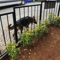 Alman Çoban Köpeği, Köpek  kurt fotoğrafı