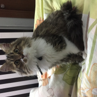 Norwegian Forest, Kedi  Kuzey fotoğrafı
